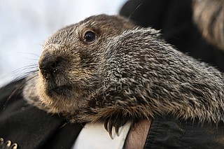 Phil's Groundhog Day prediction: 6 more weeks of winter | El Dorado News