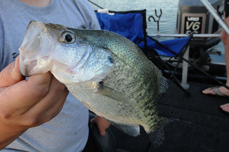 Tips for catching crappie at Beaver Lake will be part of the fishing program on March 19 at Hobbs State Park-Conservation Area.
(NWA Democrat-Gazette/Flip Putthoff)