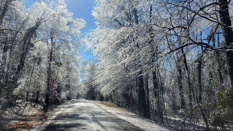 A view of North Birch Street from the north in Pine Bluff shows ice weighing heavily on tree branches lining the road. Jefferson County was one of the hardest hit counties in state in terms of power outages. (Pine Bluff Commercial/I.C. Murrell)