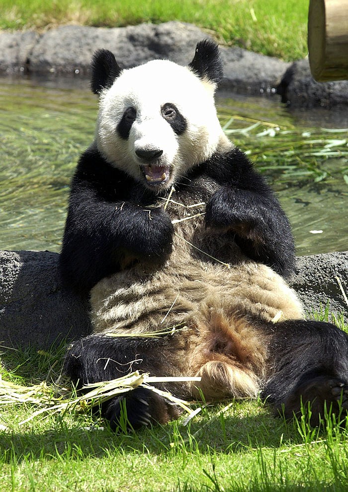 Le Le, a giant panda, sits in the sun at his new home at the Memphis Zoo on the opening day of the giant panda exhibit, Friday, April 25, 2003, in Memphis, Tenn.  Le Le and another panda named Ya Ya  are in Memphis on a 10-year loan from China and will be the focus of a conservation research project into the pandas' diet, which consists almost entirely of bamboo. (AP Photo/Greg Campbell)