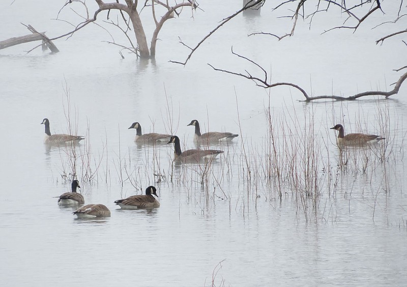 Randy Moll/Westside Eagle Observer
Canada geese swim in the warm waters of SWEPCO Lake along the Eagle Watch Nature Trail in Gentry on a snowy January 31.