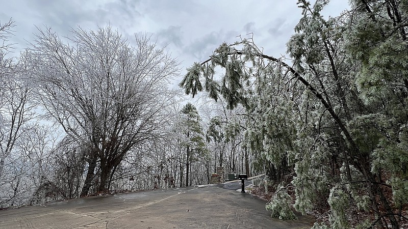 Ice weighs down trees Feb. 1 following a winter storm. (Special to The Commercial/University of Arkansas System Division of Agriculture)