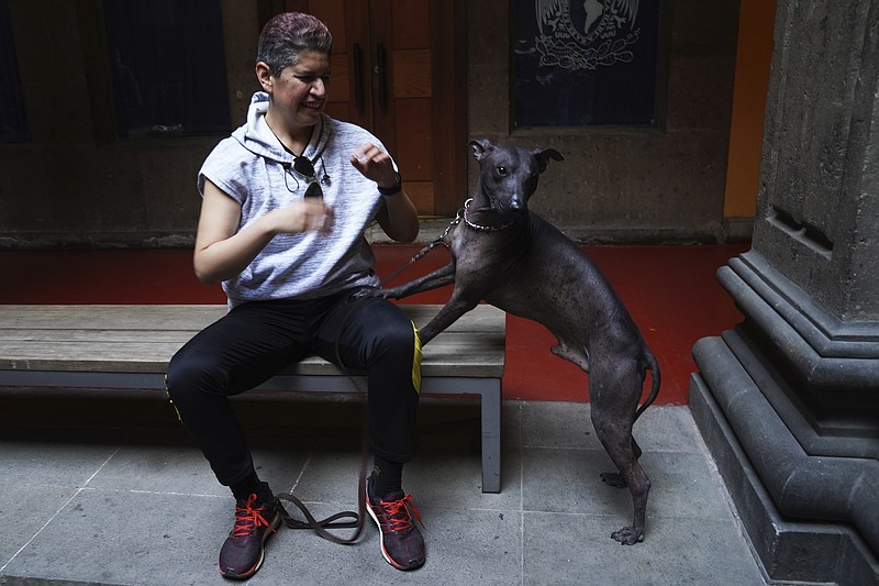 CORRECTS TO REMOVE THAT GUTIERREZ ARROYO IS OWNER OF MEZCAL - Nemiliz Gutierrez Arroyo sits next to Mezcal, a Xoloitzcuintle breed dog, during a meet-and-greet with Mezcal and three more “Xolos”, as the dogs are locally known, at a museum in Mexico City, Wednesday, Jan. 25, 2023. (AP Photo/Marco Ugarte)