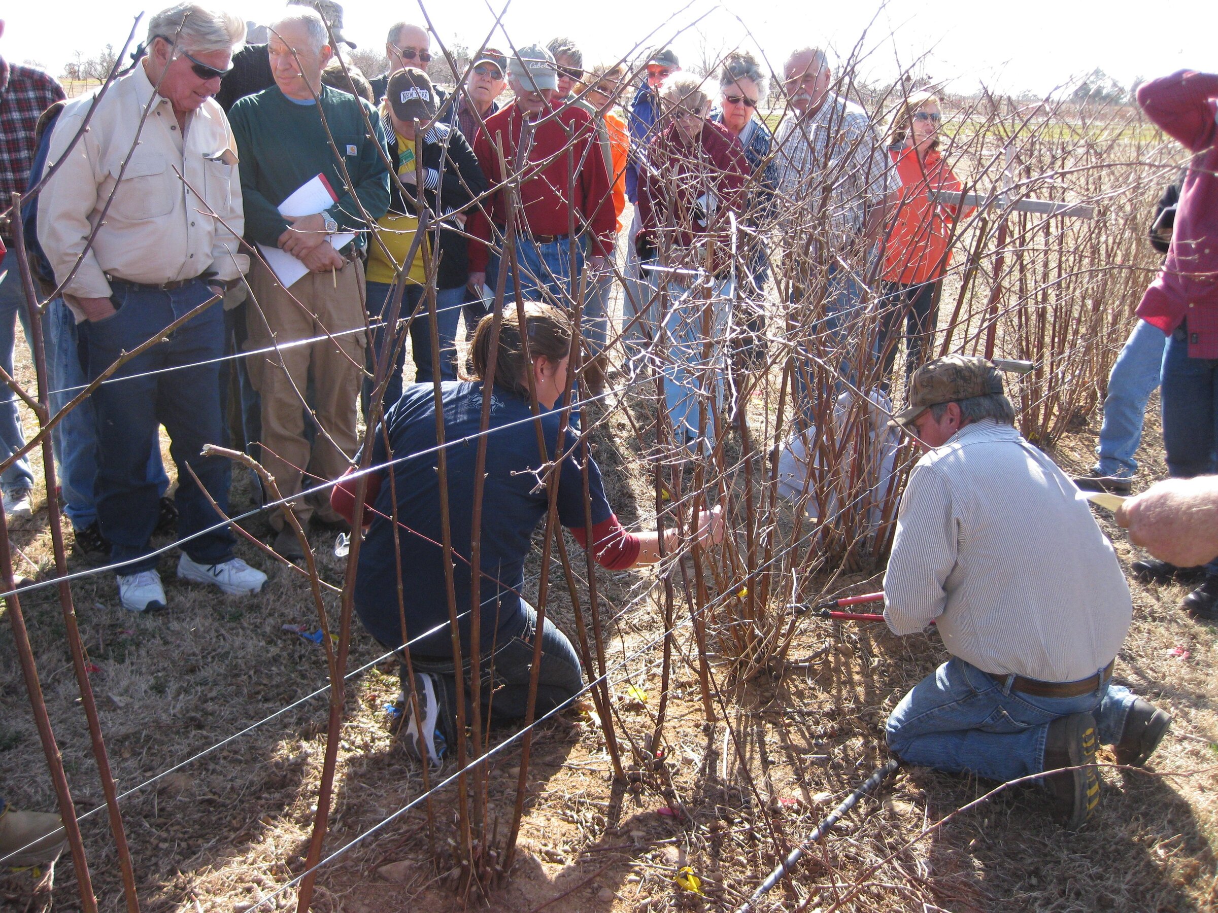 Pruning workshop set near Clarksville