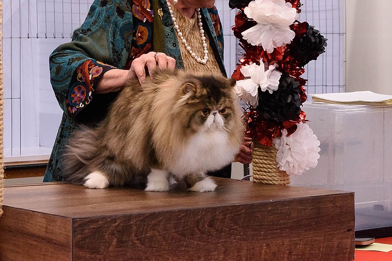 The second annual Little Rock All-Breed Cat Show, “New Cats in the Rock,” takes place 9 a.m.-5 p.m. Saturday in the Hall of Industry at the Arkansas State Fairgrounds in Little Rock. (Special to the Democrat-Gazette)