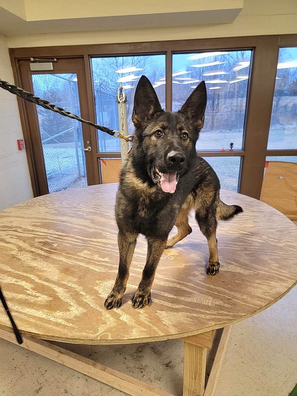 Jefferson City receives new K9 officer - Vimarsana News