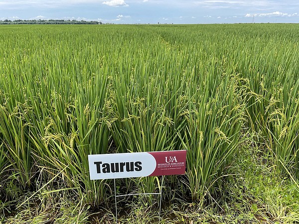 2 new varieties of rice increase in popularity - Vimarsana News