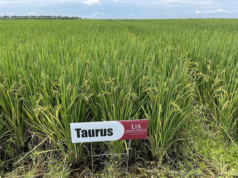 The new medium-grain rice Taurus from the University of Arkansas System Division of Agriculture offers significant yield advantage to Jupiter and Titan. (Special to The Commercial/University of Arkansas System Division of Agriculture)