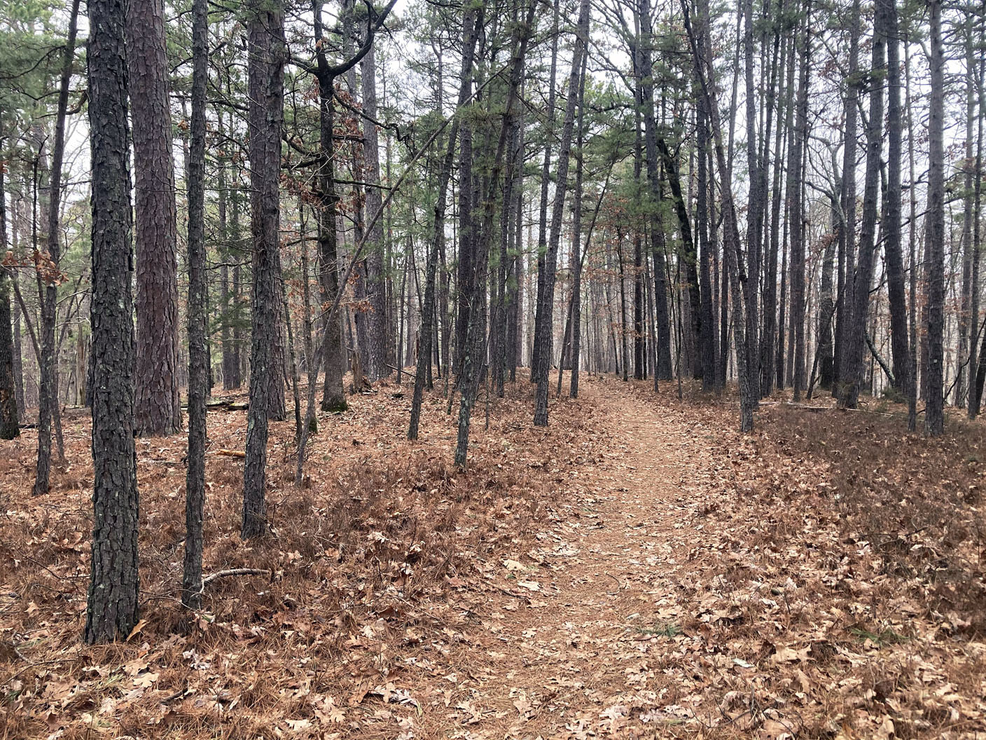 OPINION | PUTTHOFF: Dutton Hollow Loop guides hikers along ridges, creek beds - Vimarsana News