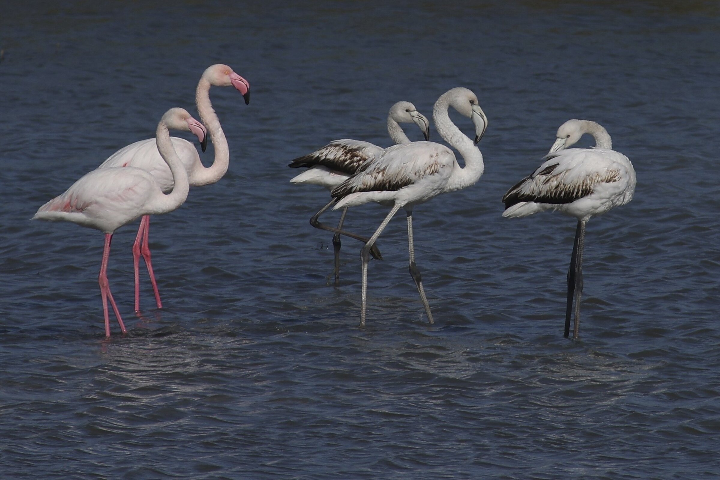 Airport feared as flyway threat across Albania - Vimarsana News