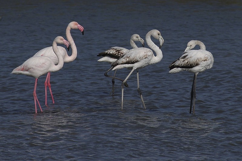 lamingos rest in Narta Lagoon, about 140 kilometers (90 miles) southwest of the Albanian capital of Tirana, Tuesday, Feb. 7, 2023. Environmentalists fear that the new airport will harm the local fauna and ecosystem of this lagoon as it is home to many migratory birds. (AP Photo/Franc Zhurda)