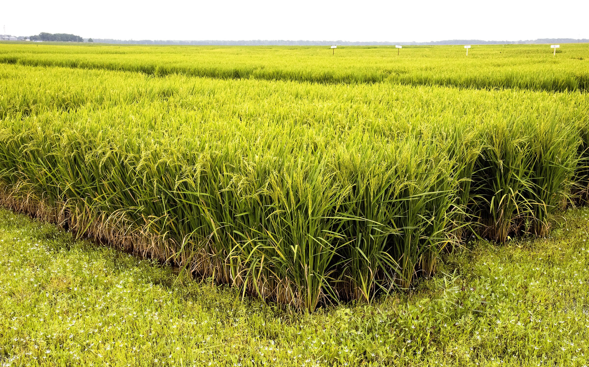 UA gets grant to develop more resilient rice variety