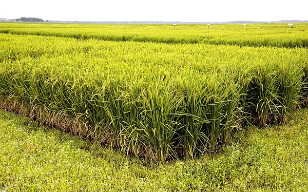 UA gets grant to develop more resilient rice variety - Vimarsana News