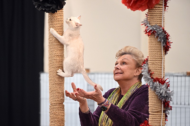 Jan Rogers, a judge for the Cat Fanciers’ Association, watches Kleora Avalon of Jobara, a six-month-old Devon Rex, as she climbs a scratching post Saturday during the 2nd Annual All-Breed Cat Show, New Cats in the Rock, at the Arkansas State Fairgrounds. See more photos at arkansasonline.com/219cats/.
(Arkansas Democrat-Gazette/Staci Vandagriff)