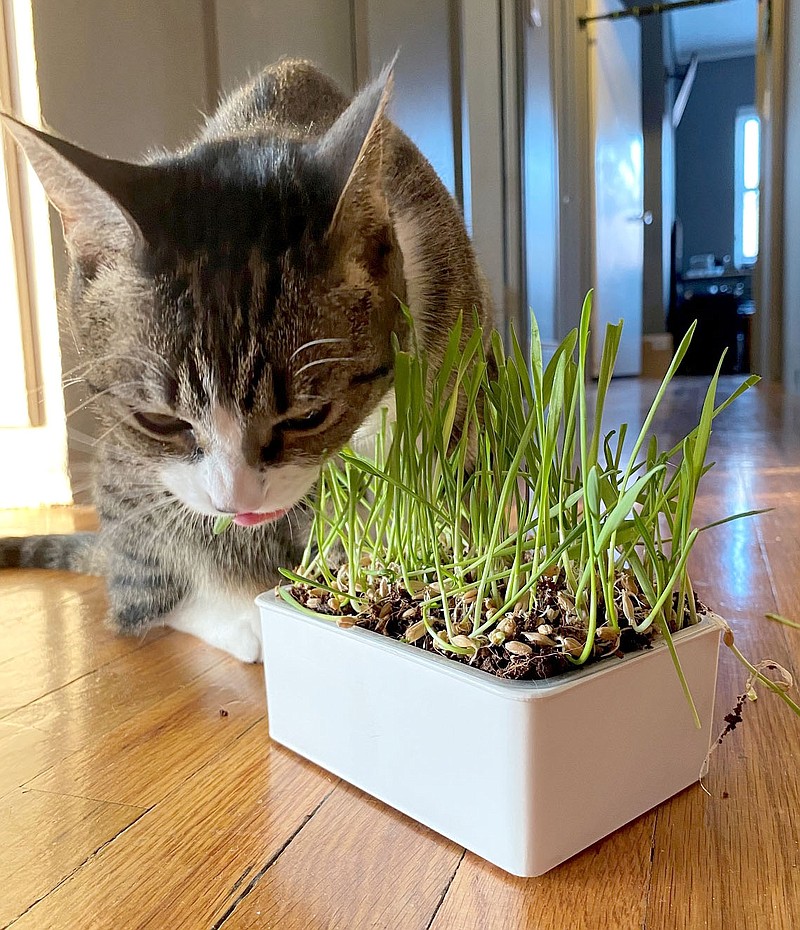 Keep your houseplants safe from cats Westside Eagle Observer