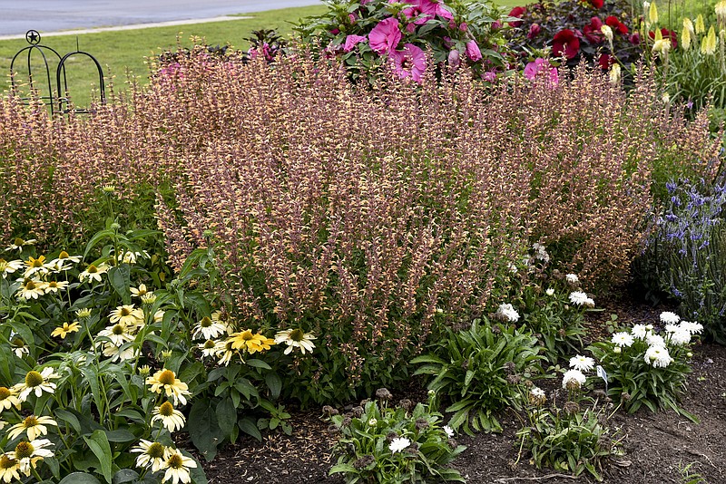 Meant to Bee Queen Nectarine hummingbird mint plants growing in a garden bed is beloved by bees. (Proven Winners via AP)