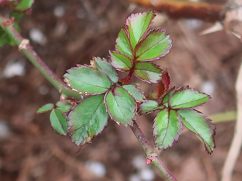 IN THE GARDEN Now is the time to prune rosebushes, to encourage new
