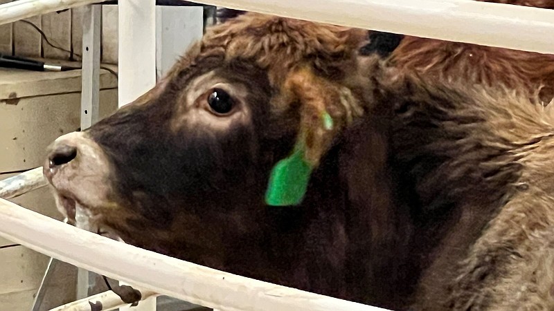One of the calves is shown in a grading demonstration at the Little Red River Beef cattle conference at Heber Springs recently. (Special to The Commercial/Mary Hightower/University of Arkansas System Division of Agriculture)