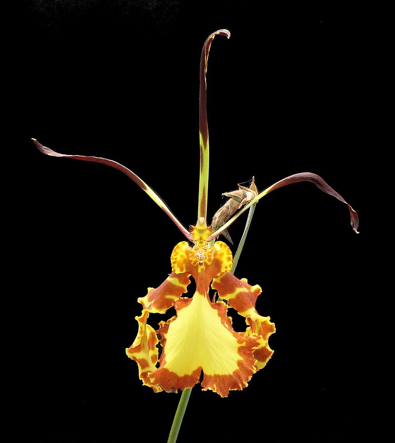 Orchids in the Garden — Orchid Society of the Ozarks Orchid Show and Sale, 5 to 7:30 p.m. March 3 for members, 9 a.m. to 5 p.m. March 4 & noon to 4 p.m. March 5 for the public, Botanical Garden of the Ozarks in Fayetteville. $5-$10. bgozarks.org, oso-web.org or (479) 310-9444.