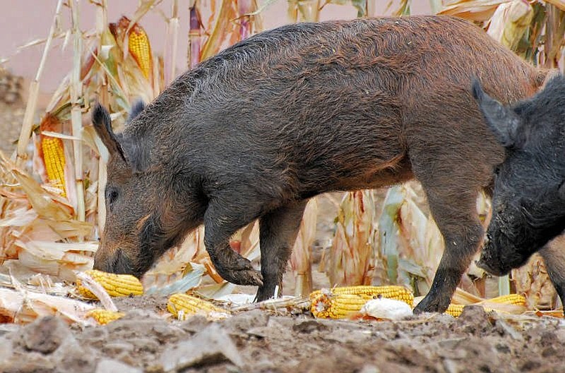 Feral hogs are lured to a trap with corn. (Special to The Commercial/Laurie A. Paulik/USDA Wildlife Services)