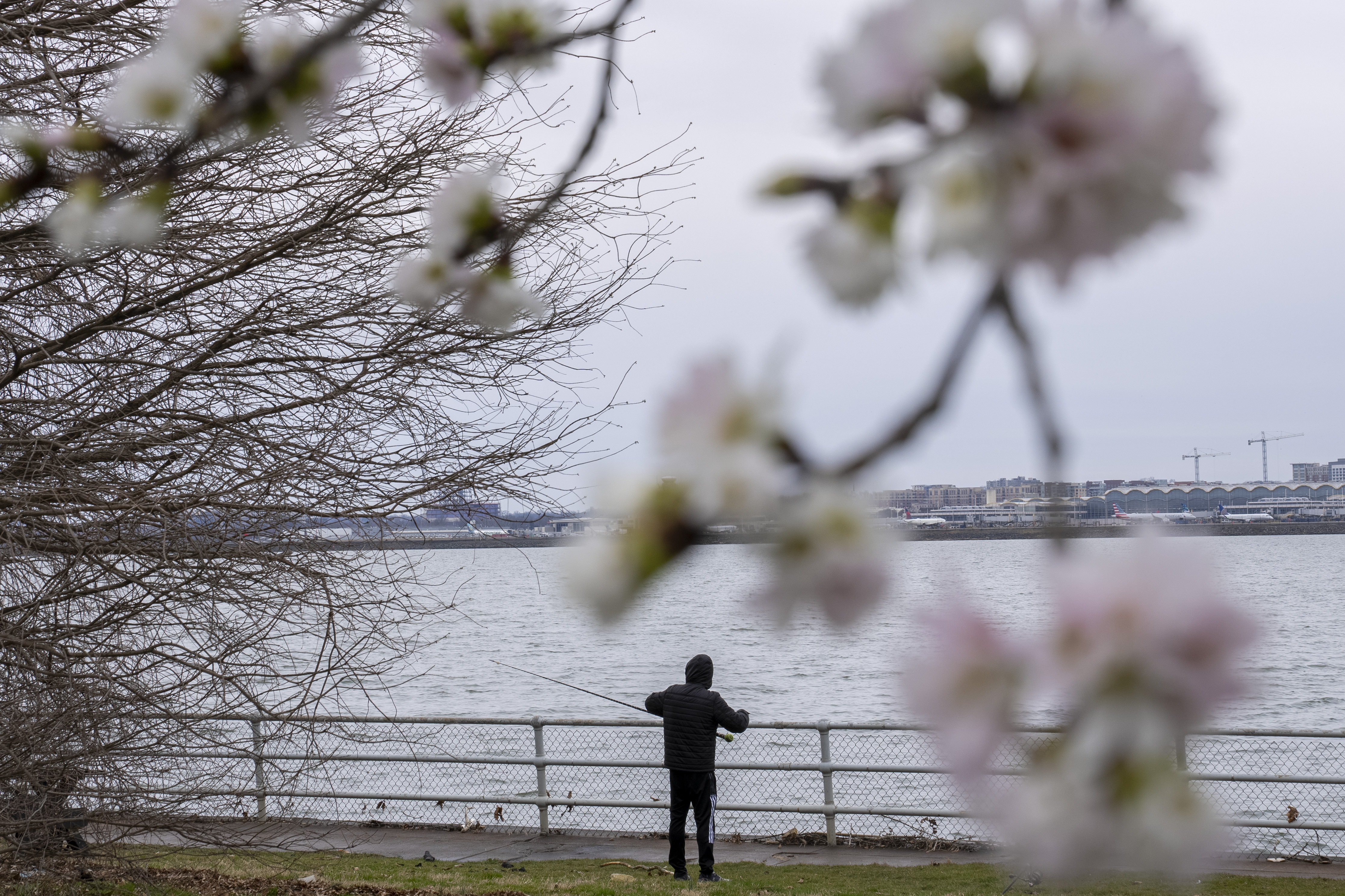 How climate change could harm Washington, D.C.'s cherry blossoms
