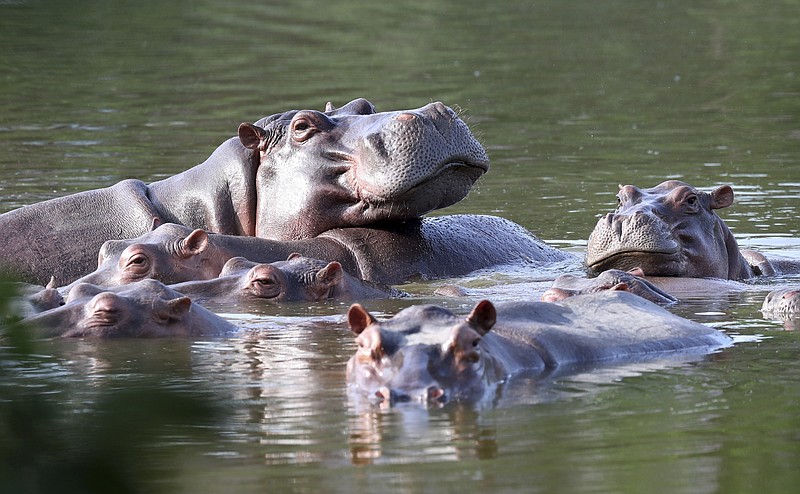 ARCHIVO — Hipopótamos en el lago de la hacienda Nápoles, tras la importación que hizo el capo de la droga Pablo Escobar de tres hembras y un macho hace décadas para tenerlos en su espacio privado, en Puerto Triunfo, Colombia, el 4 de febrero de 2021. Colombia se propone emprender una tarea sin precedentes en el país al intentar trasladar hacia India y México a al menos 70 hipopótamos que viven en los alrededores del parque como una medida de control de su población, dijo el jueves 2 de marzo de 2023 el gerente de Protección y Bienestar Animal de la secretaría de Ambiente de Antioquia. (AP Foto/Fernando Vergara, Archivo)