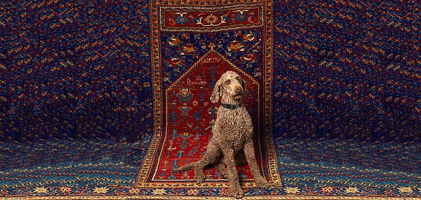 OPINION | AT HOME: Don't let Oriental rug sellers pull wool over your eyes - Vimarsana News