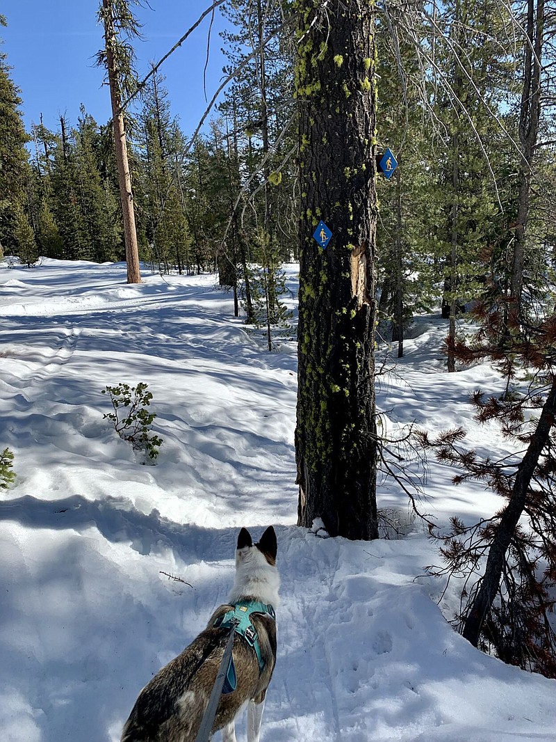 Snowshoe trails are marked with blue diamonds with a yellow snowshoer in the center. If using snowshoes outside of the marked trails, it is recommended to avoid walking on set ski tracks. (Janay Wright/The Bulletin/TNS)