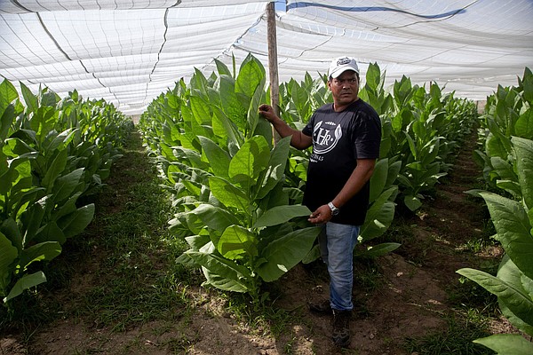 Cuba's tobacco industry rebounds after storm's wrath - Vimarsana News