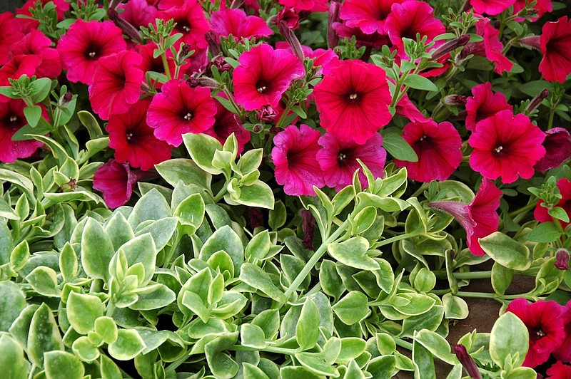 Mezoo Trailing Red Livingstone daisy is a tough as nails succulent ground cover, or exotic spiller for containers or baskets. Here it shows its wonderful contrast with magenta-colored petunias. (Norman Winter via TNS)