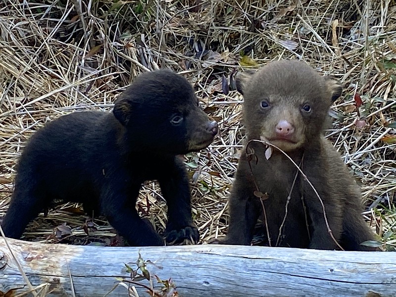 WATCH Arkansas bears A successful reintroduction Hot Springs
