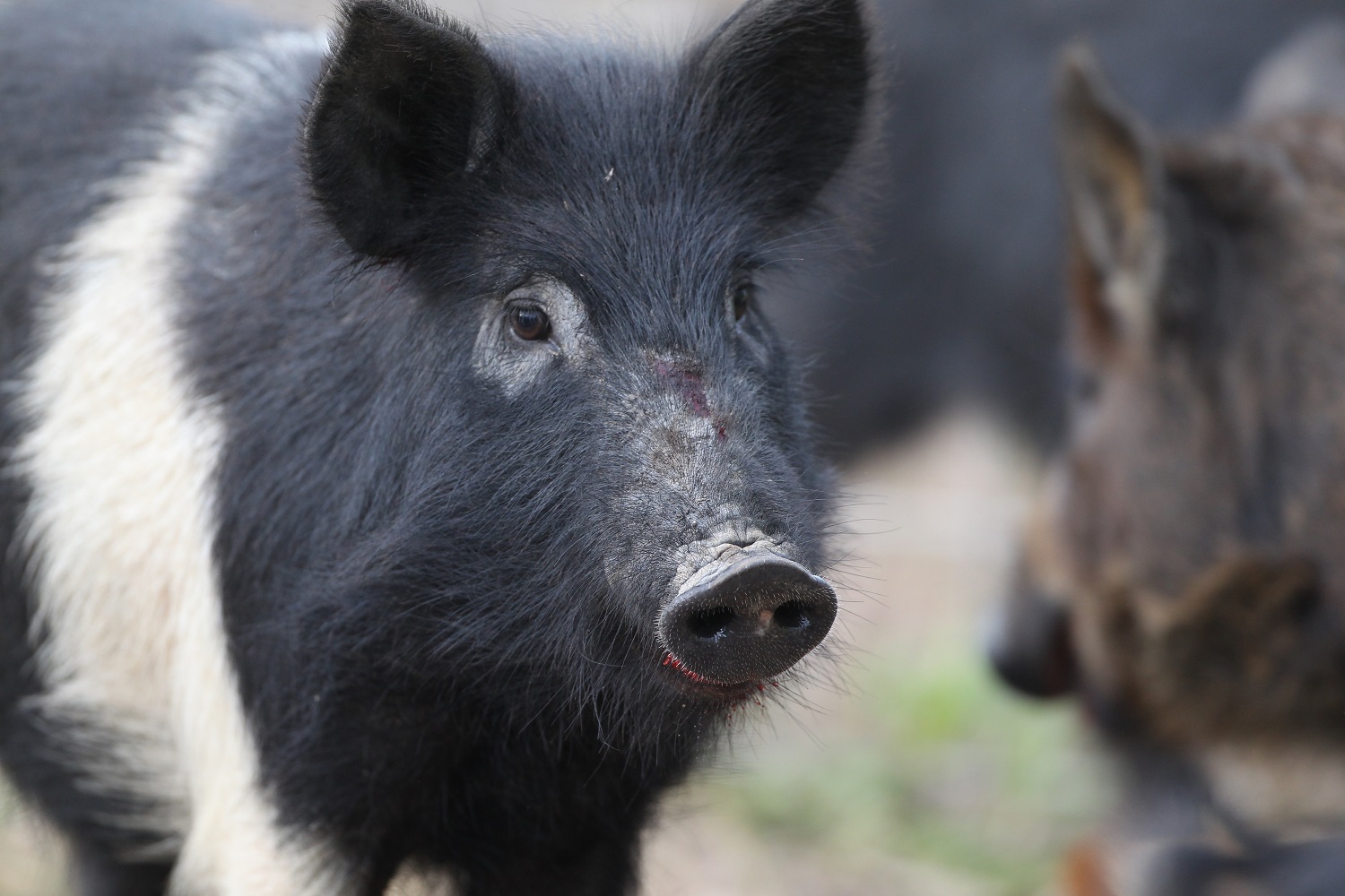 Aerial feral hog eradication efforts to temporarily close WMAs access - Vimarsana News
