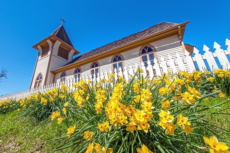 Jonquils bloom at Historic Washington State Park in Washington, Arkansas, in this undated photo. The park will host the 55th annual Jonquil Festival from March 17 through March 19, 2023. (Submitted photo)