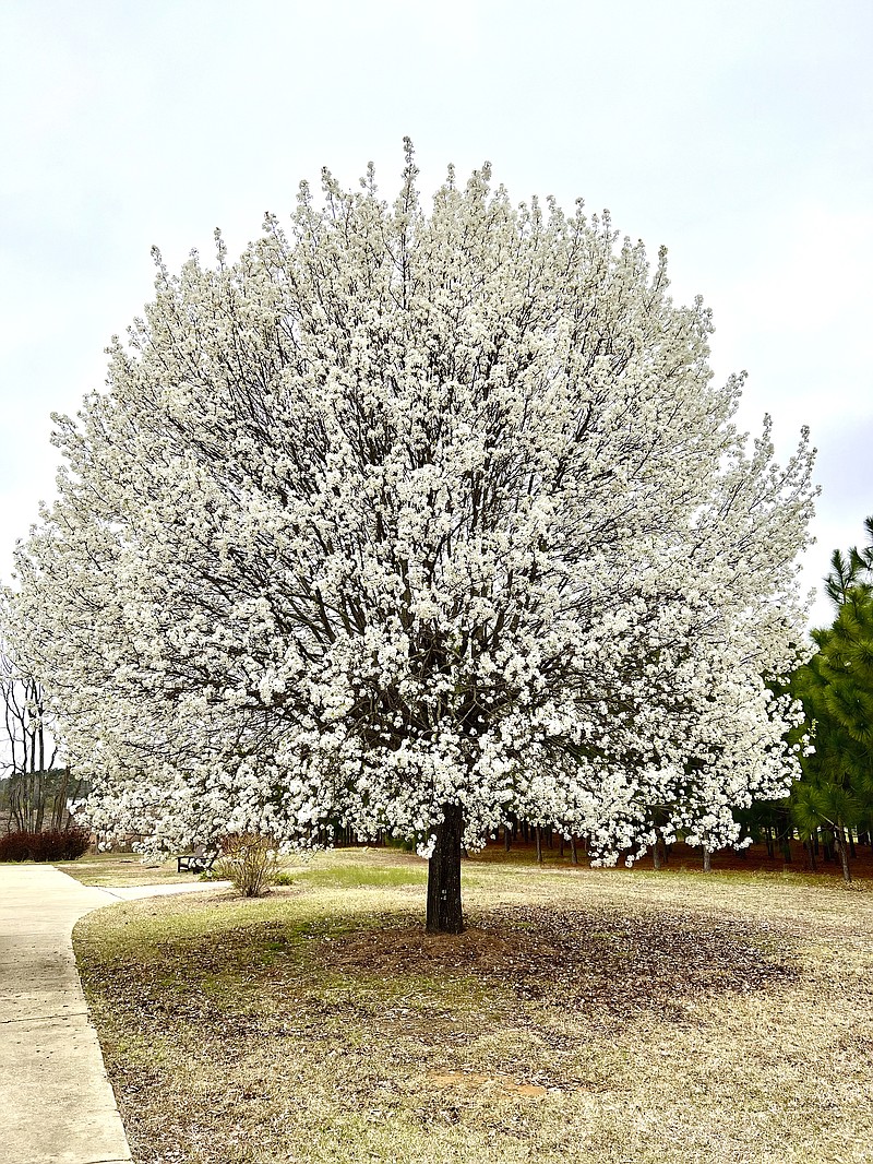 This March 10, 2022, image provided by Kelly Oten Shows a ‘Bradford’ callery pear tree in full bloom in North Carolina. The Callery pear tree’s aesthetically pleasing, upward-facing branch structure meant limbs would rip and fly off during storms, threatening to injure people and damage cars and homes. (Kelly Oten, North Carolina State University via AP)