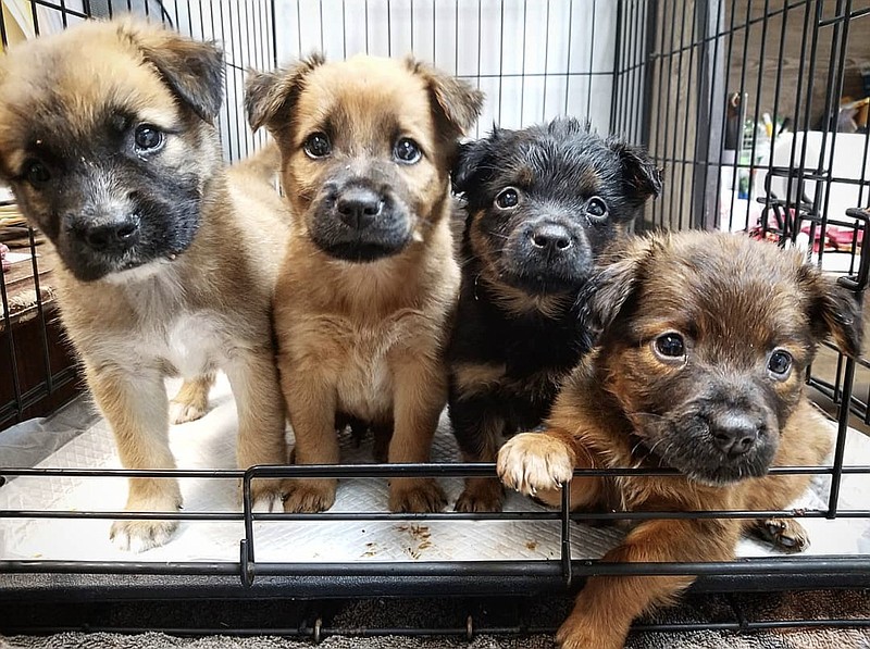 Potcake Place K9 Rescue is a volunteer-run charity in Turks and Caicos Islands, a British overseas territory in the West Indies. The nonprofit group rescues abandoned puppies and adopts them to tourists. (Photo courtesy of Potcake Place K9 Rescue.)