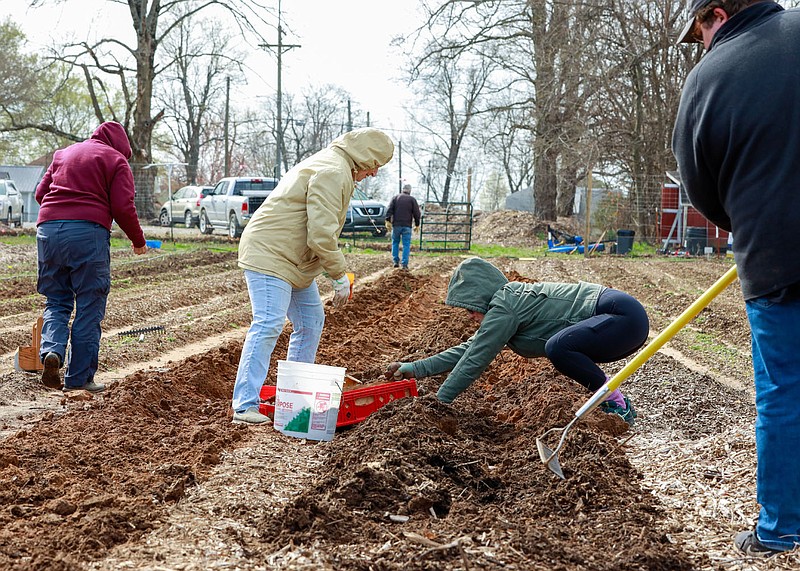 Washington County Master Gardener Aimee Miller expertly navigates a row to help plant potatoes with other Master Gardeners at the Lincoln Community Gardens, a nonprofit organization and sanctioned Washington County Master Gardener project. Garden proceeds benefit Grace Place Food Pantry in Lincoln. Learn more about being an Arkansas Master Gardener at uaex.uada.edu/yard-garden/master-gardeners/default.aspx.

(Courtesy Photo)