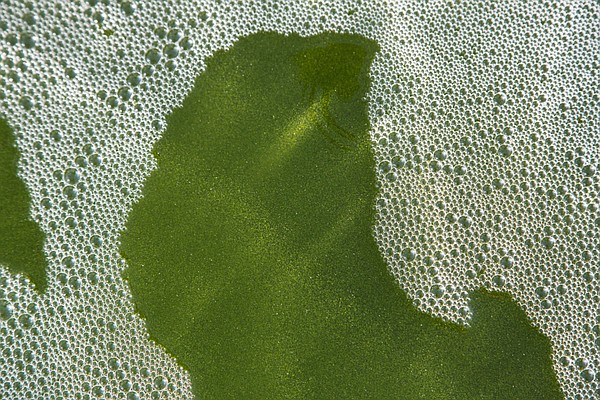 Viridos announces $25M funding for algae biofuels - Vimarsana News