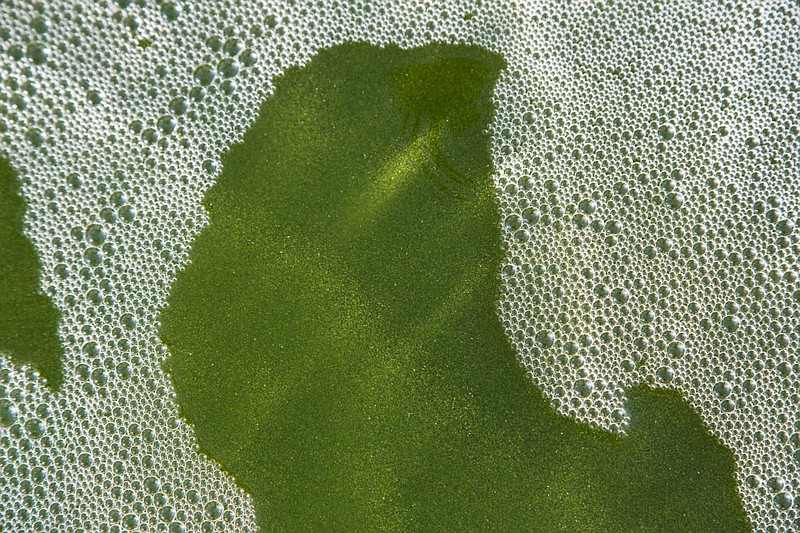 Viridos genetically modifies the algae to grow them faster and fatter. MUST CREDIT: Bloomberg photo by Noriyuki Aida