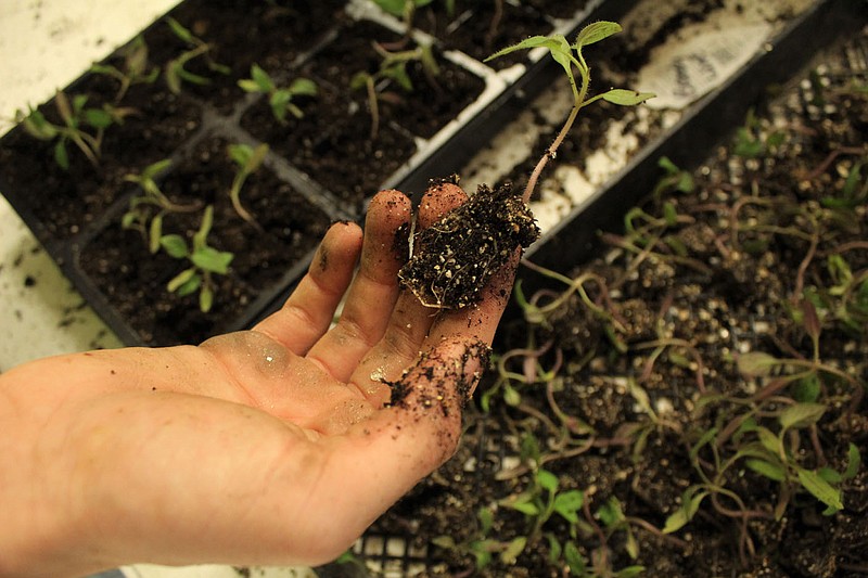 Daniel Bereznicki/MCDONALD COUNTY PRESS
A student shows a seedling that is ready to be planted. This little guy is one of 10,000 seedlings students planted on March 17.