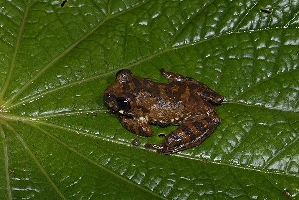 World’s amphibian species in peril from deadly fungus