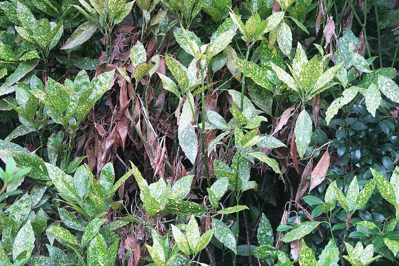 Several problems can cause brown leaves on aucuba, including excessive sun exposure. (Special to the Democrat-Gazette/Janet B. Carson)
