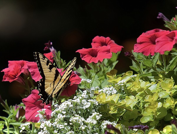 THE GARDEN GUY: Supertunias offer great Vistas - Vimarsana News