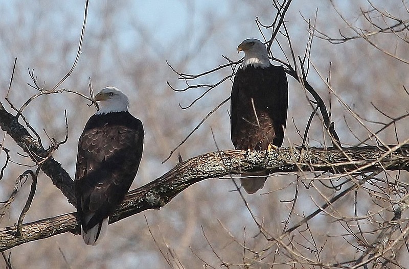 Submitted photo
A pair of bald eagles pause on a tree branch to rest in the shade. These birds were photographed in Gravette by Dr. Nancy Jones on Sunday, March 5.