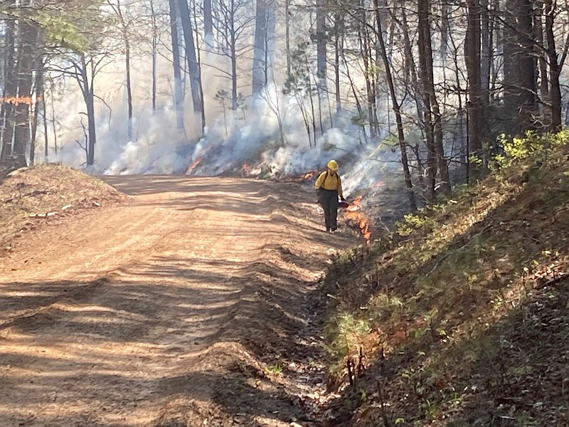 A worker with the U.S. Forest Service lights a prescribed burn in the Black Fork Mountain Wilderness Area in the Ouachita National Forest. Photo courtesy of Darwin Bult of the U.S. Forest Service. - Photo submitted