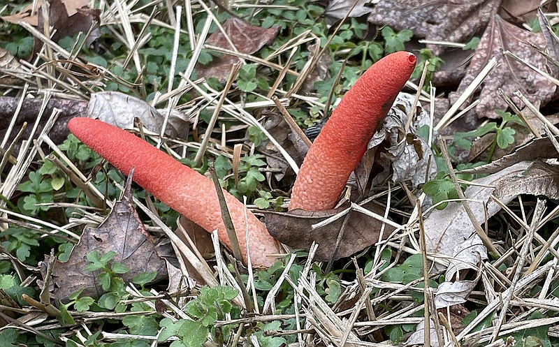 Stinkhorn mushrooms ooze slime that attracts insects to carry their spores and spread the fungi around the garden. (Special to the Democrat-Gazette)