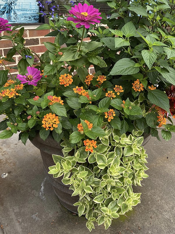 On Gardening: Let Mezoo madness take over your baskets and