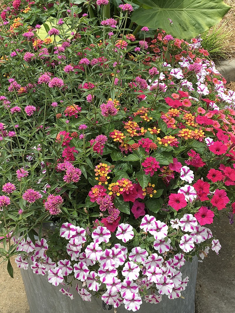 At The Landings Center in Columbus, Georgia, the old fashioned horse troughs are always ready for the camera as well as the dining experience. This trough is just one of several on this day that was featuring Truffula Pink gomphrena as it helped create a festive living bouquet with Luscious Royale Cosmo lantana, Supertunia Vista Fuchsia and Supertunia Lovie Dovie petunias. (Norman Winter/TNS)