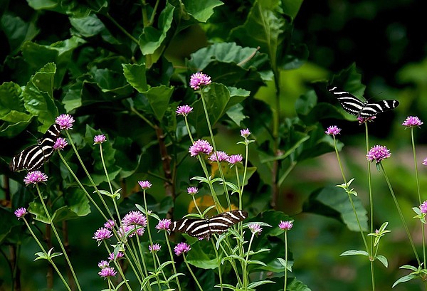 THE GARDEN GUY: Gomphrena chosen Annual of the Year - Vimarsana News