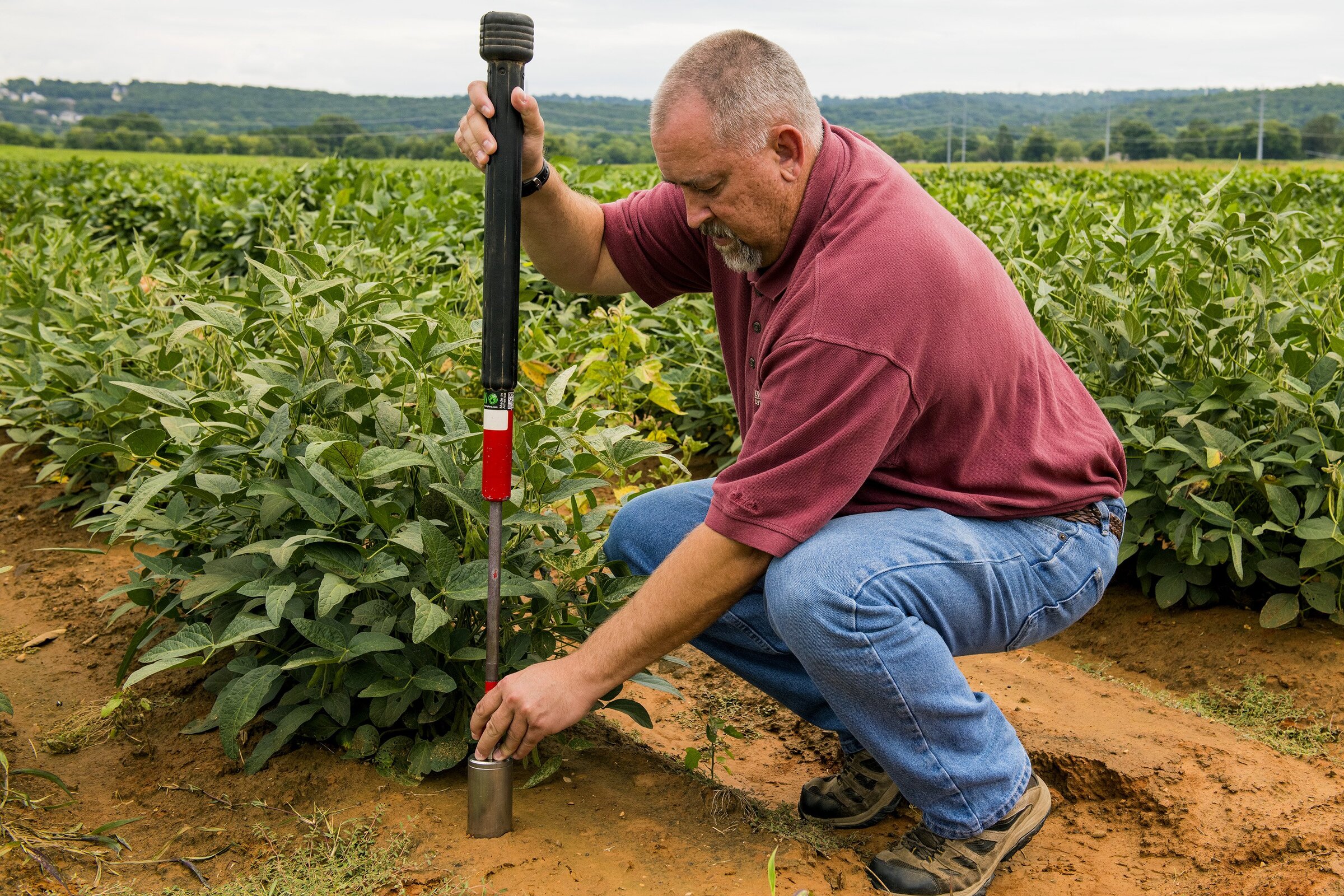 Struvite seen as good alternative for phosphate in crop fertilizer in Arkansas field study
