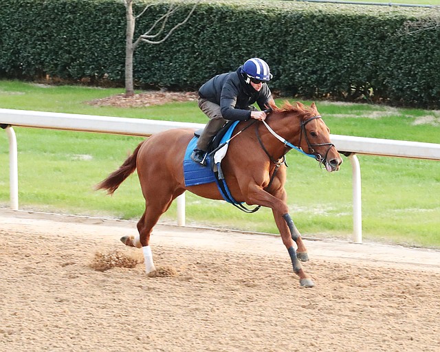 Red Route One Oaklawn envisions 11 Derby starters | Hot Springs Sentinel Record